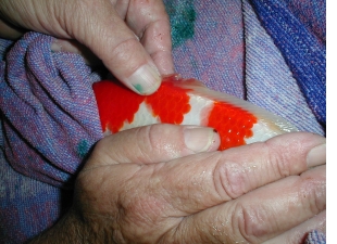 Inspecting the damaged dorsal fin
