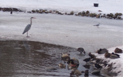 North Denmark – early March 2011 - Waiting for his ‘Full English’